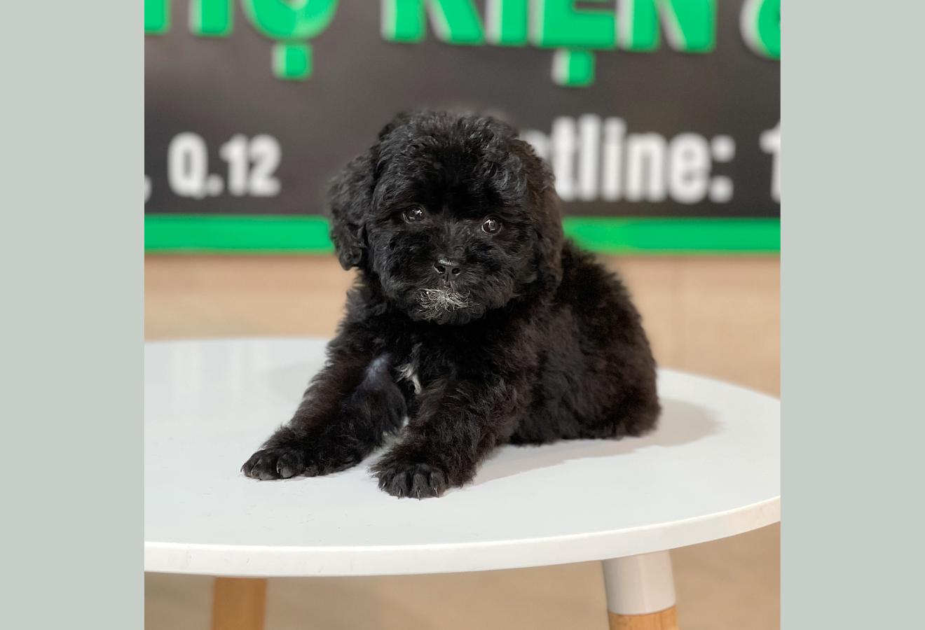 Poodle Toy - Màu Đen (MS 01)