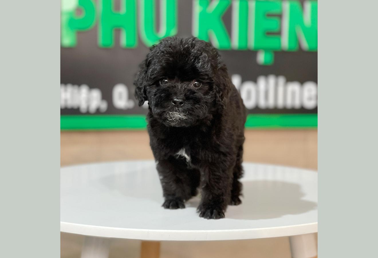 Poodle Toy - Màu Đen (MS 01)