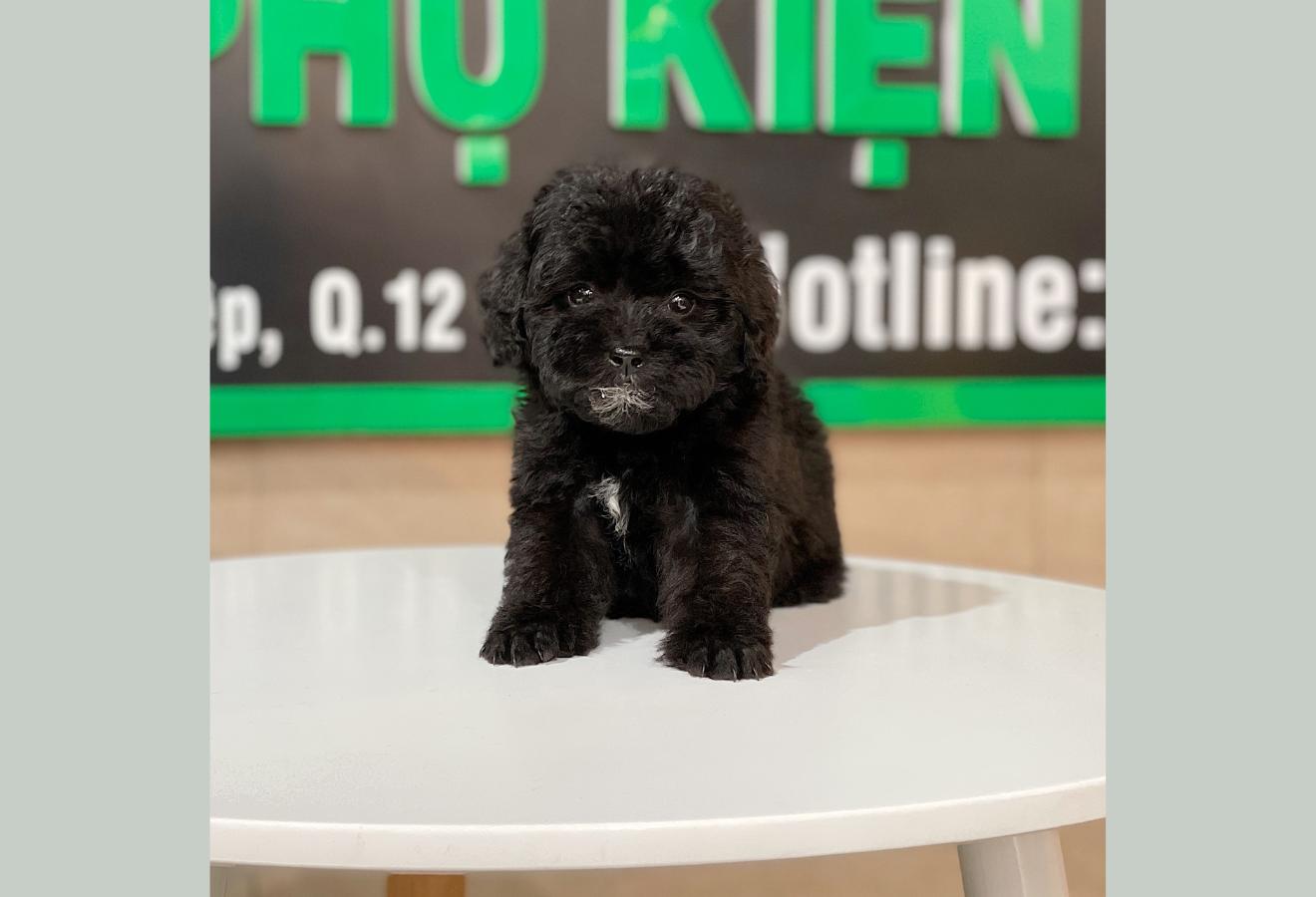 Poodle Toy - Màu Đen (MS 01)
