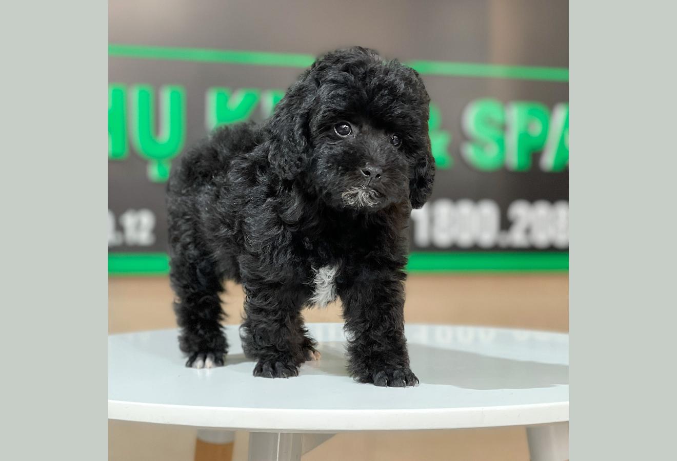 Poodle Toy - Màu Đen (MS 02)