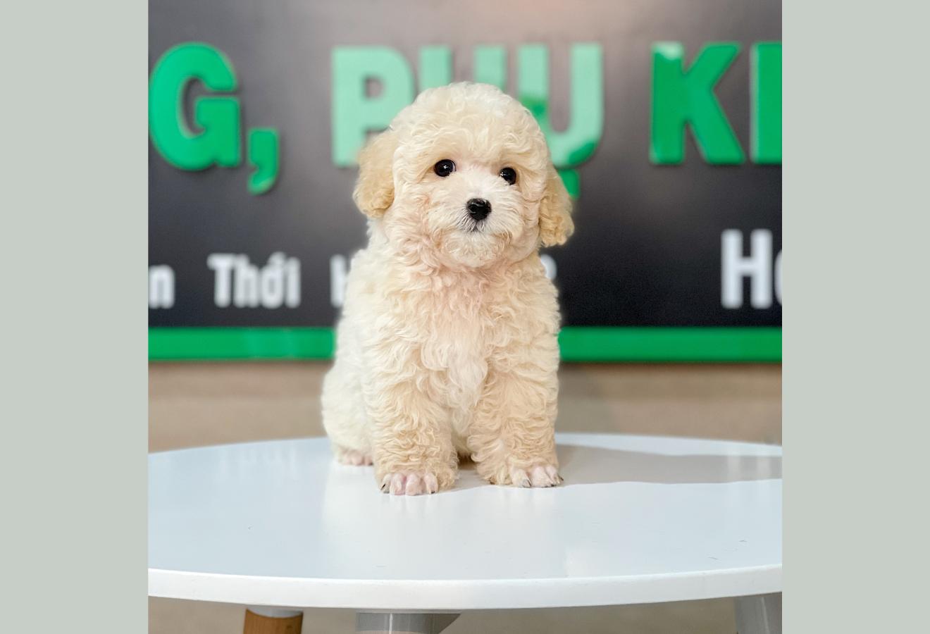 Poodle Toy - Màu Kem (MS 01)