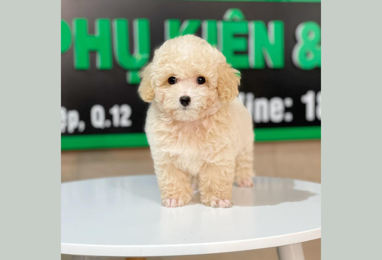 Poodle Toy - Màu Kem (MS 01)