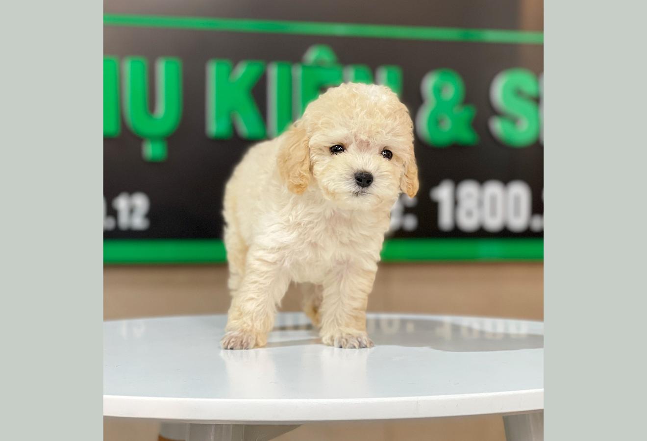 Poodle Toy - Màu Kem (MS 02)