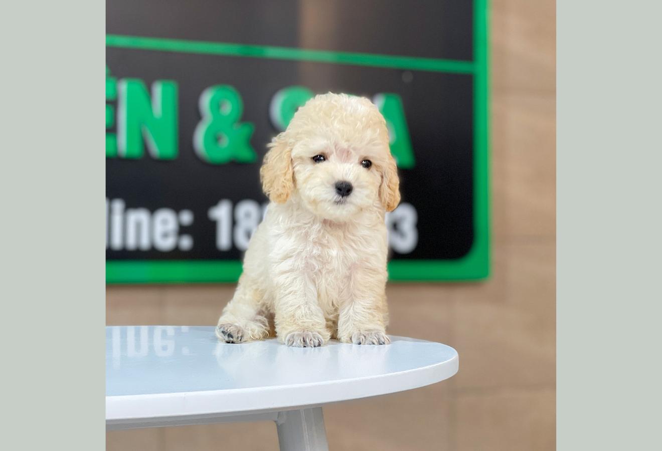 Poodle Toy - Màu Kem (MS 02)