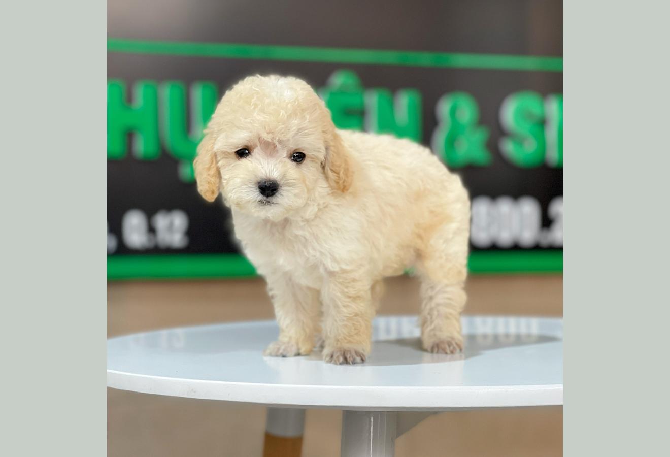 Poodle Toy - Màu Kem (MS 02)