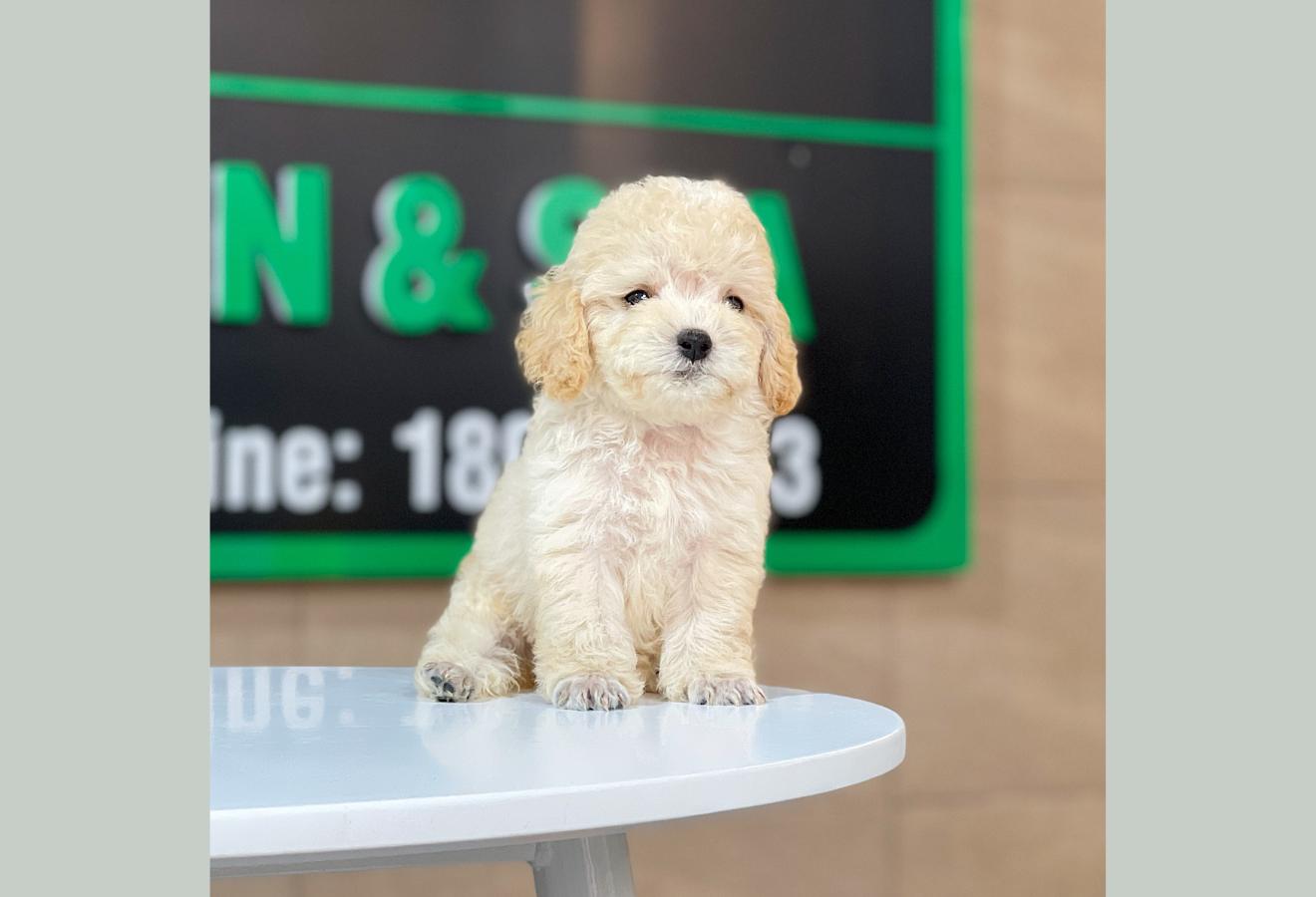 Poodle Toy - Màu Kem (MS 02)