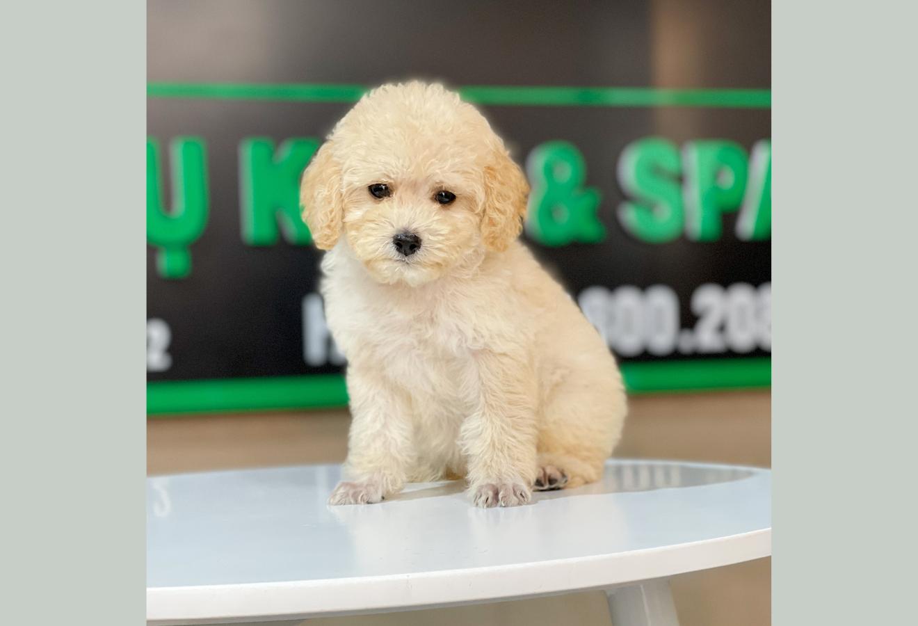 Poodle Toy - Màu Kem (MS 03)