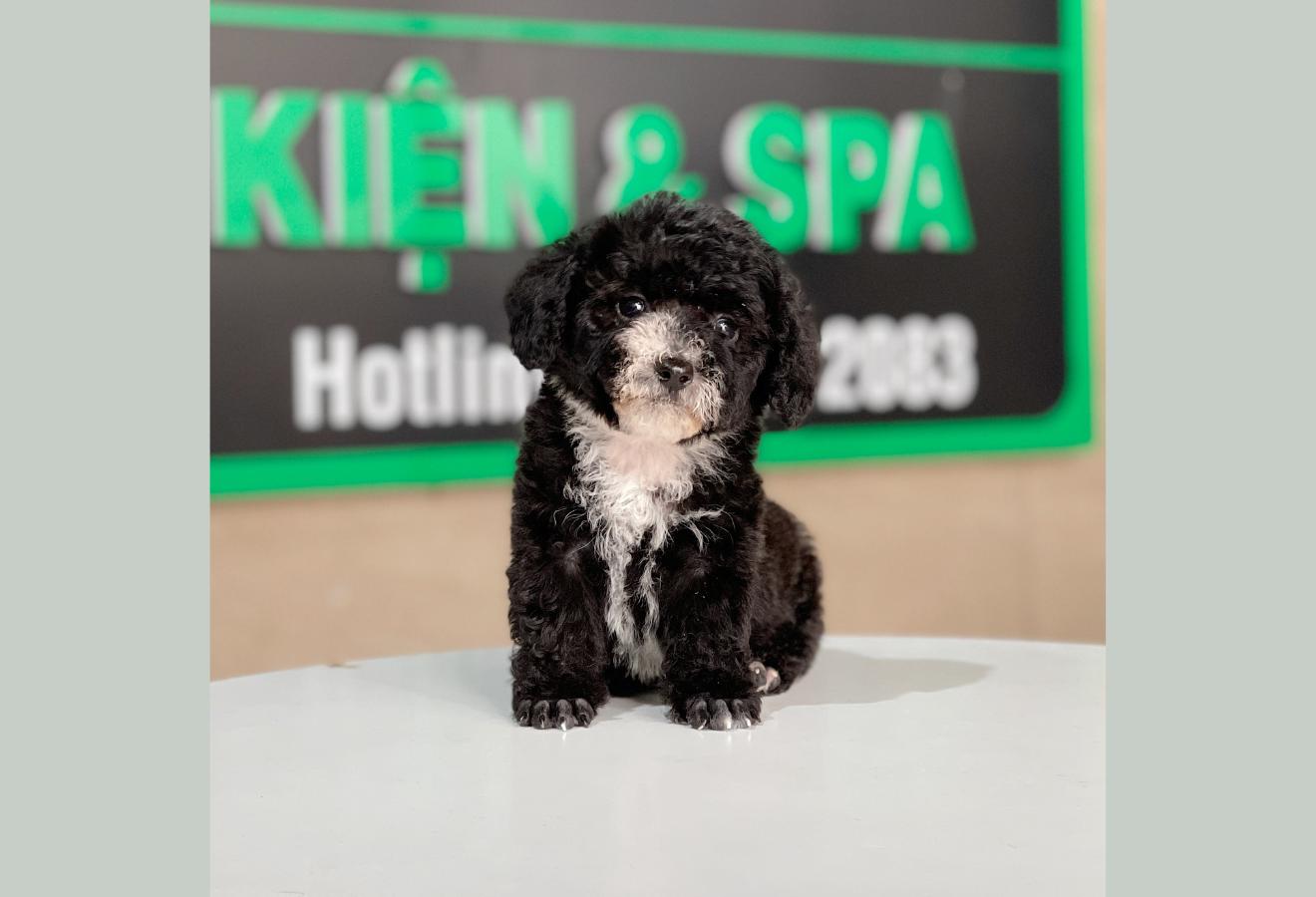 Poodle Tiny - Màu Đen (MS 01)