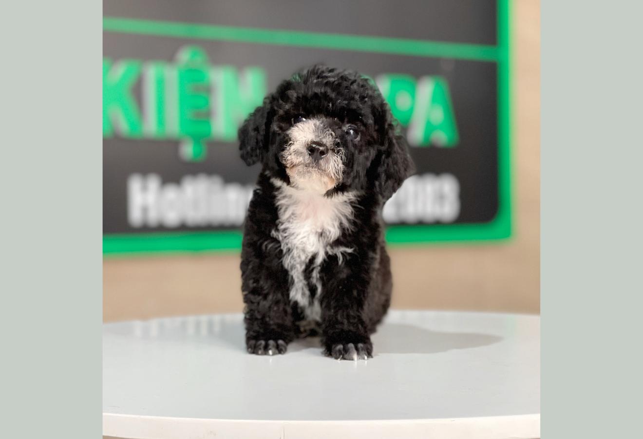 Poodle Tiny - Màu Đen (MS 01)