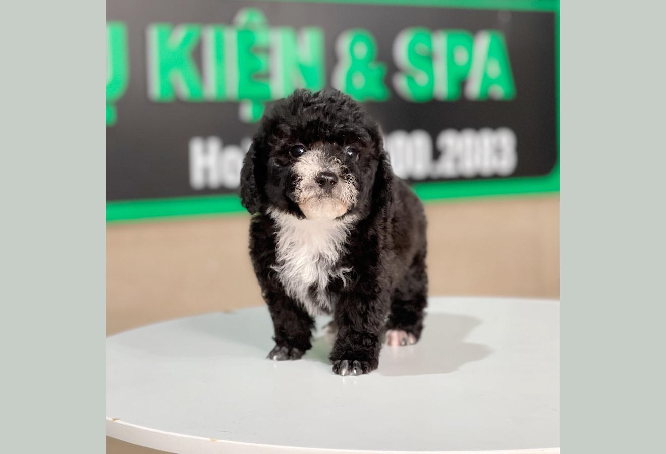 Poodle Tiny - Màu Đen (MS 01)