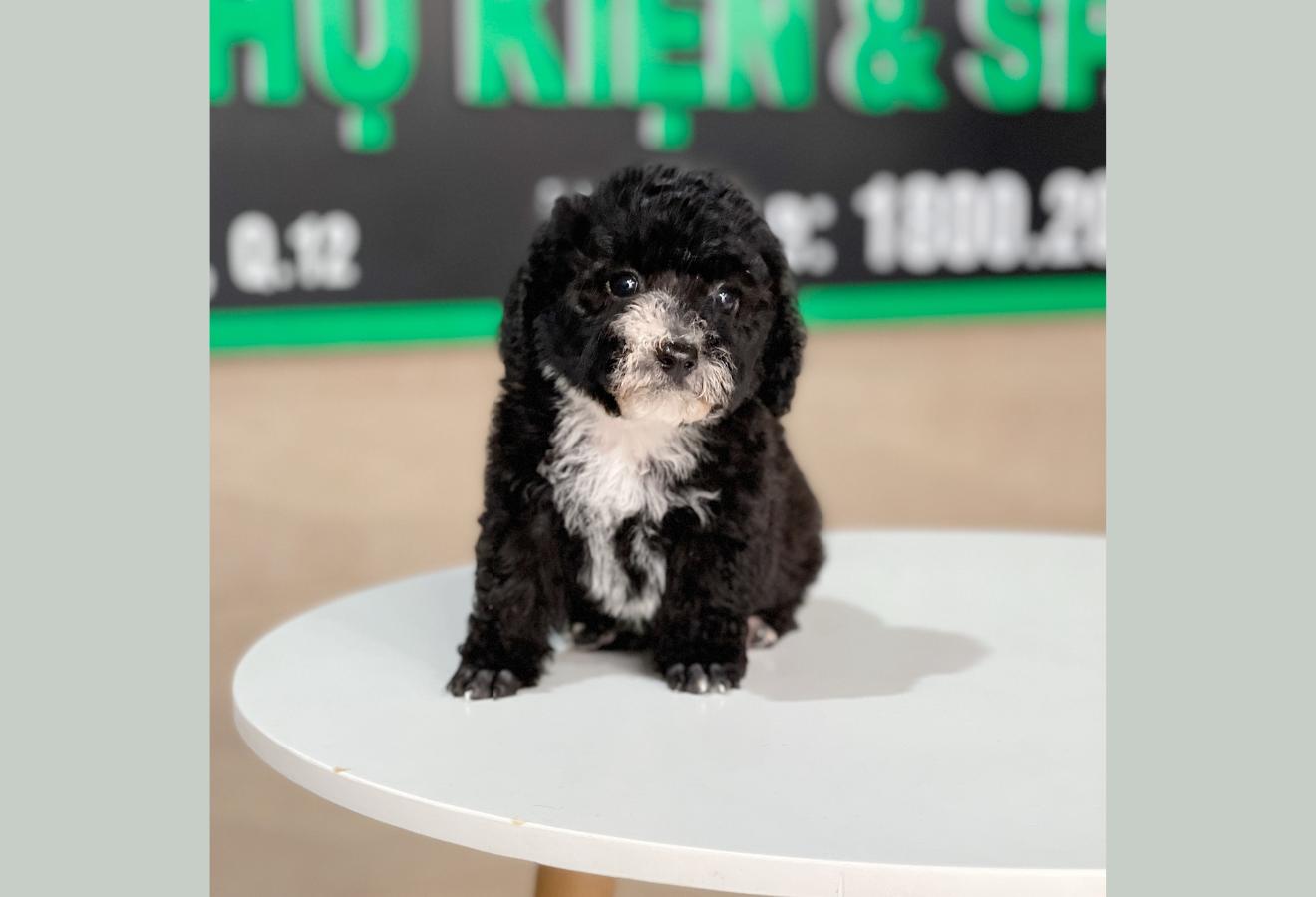 Poodle Tiny - Màu Đen (MS 01)