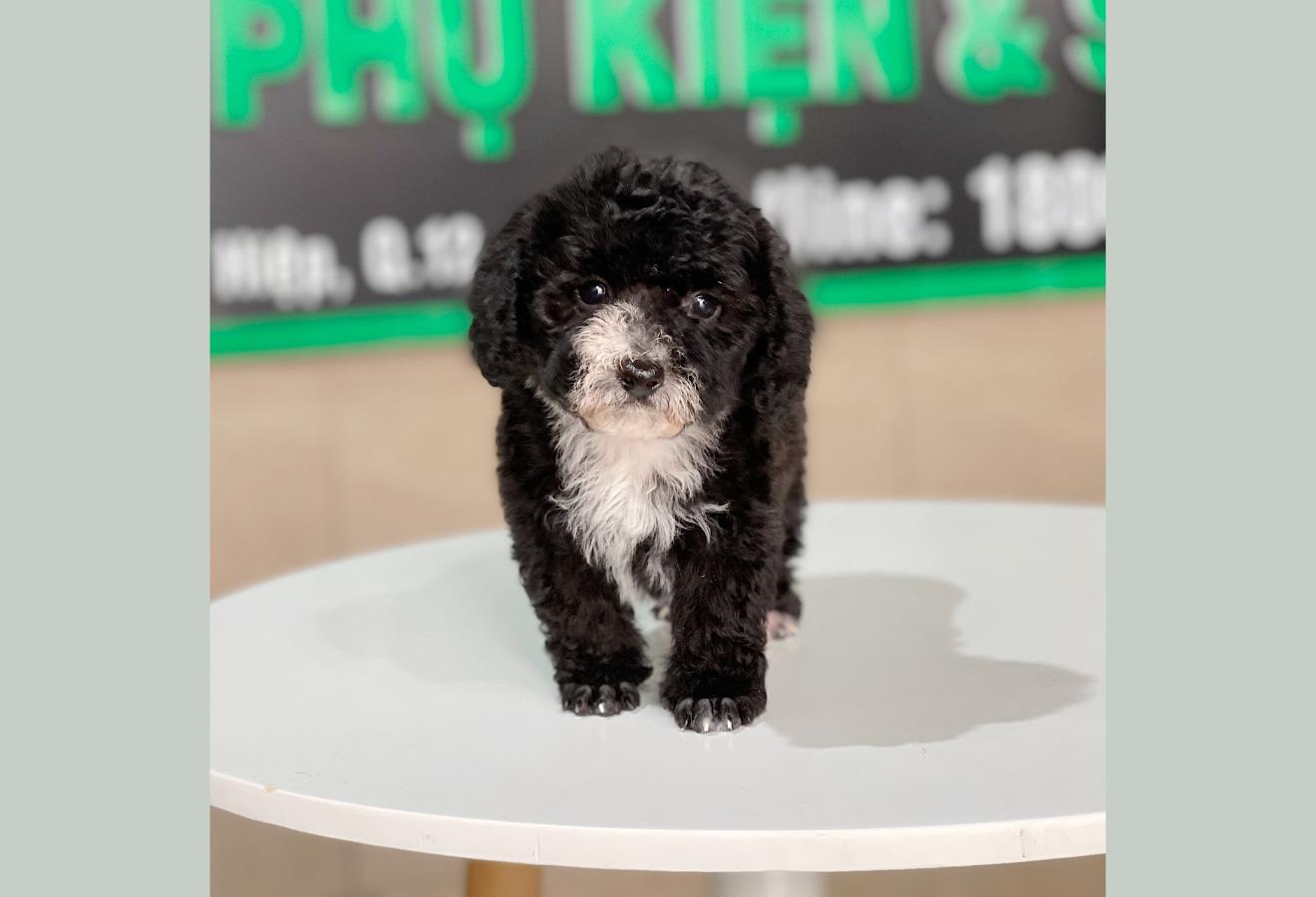 Poodle Tiny - Màu Đen (MS 01)
