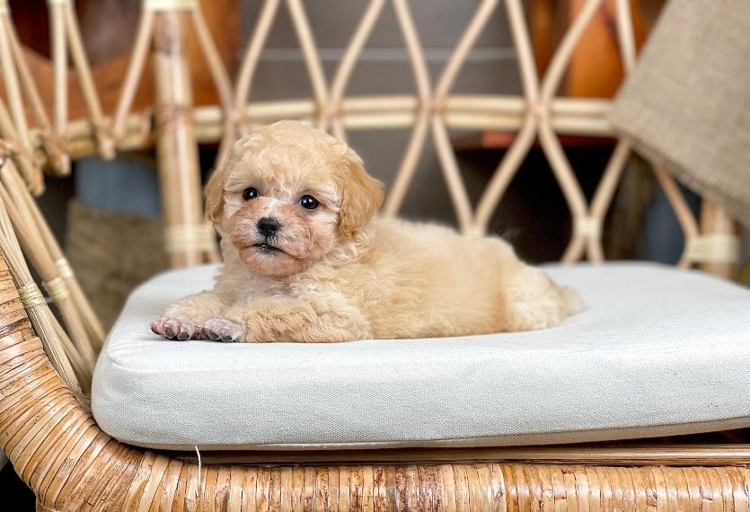 Poodle Tiny - Màu Kem (MS 04)