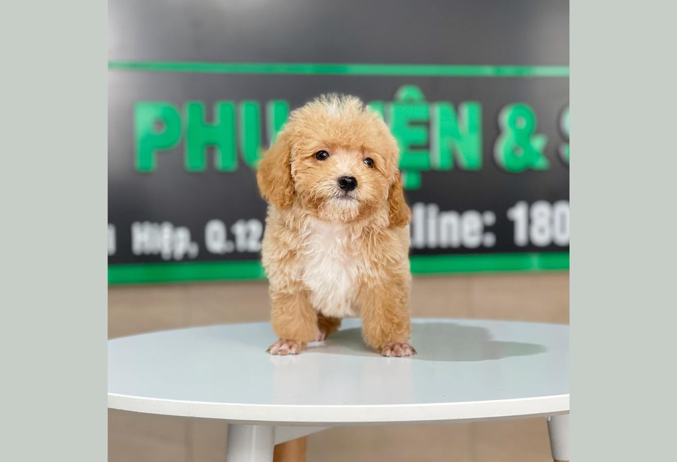 Poodle Tiny - Màu Mơ (MS 03)