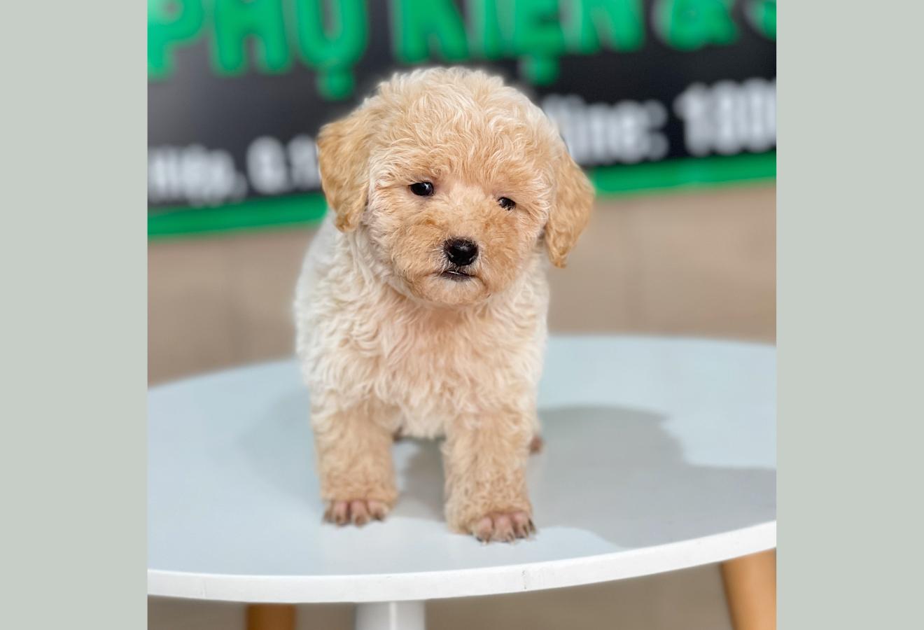 Poodle Tiny - Màu Kem (MS 01)