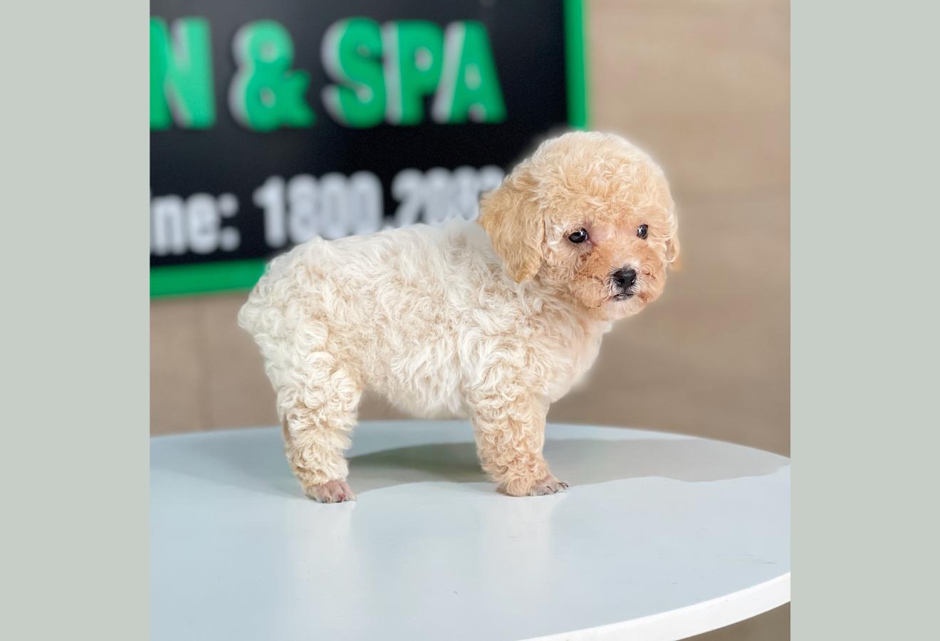 Poodle Tiny - Màu Kem (MS 01)