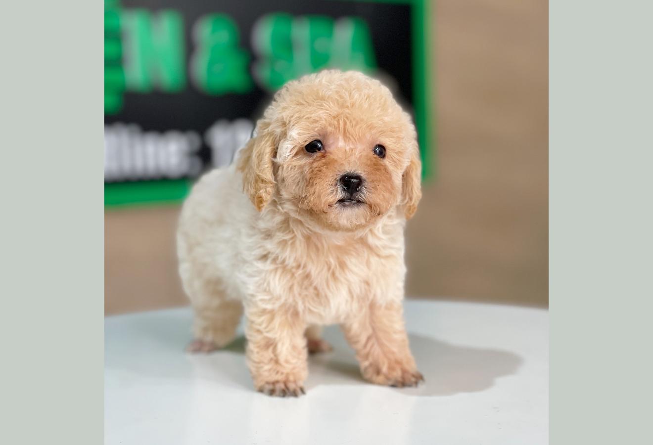Poodle Tiny - Màu Kem (MS 01)