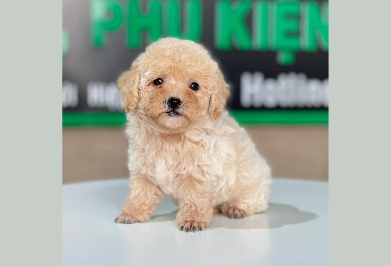 Poodle Tiny - Màu Kem (MS 01)