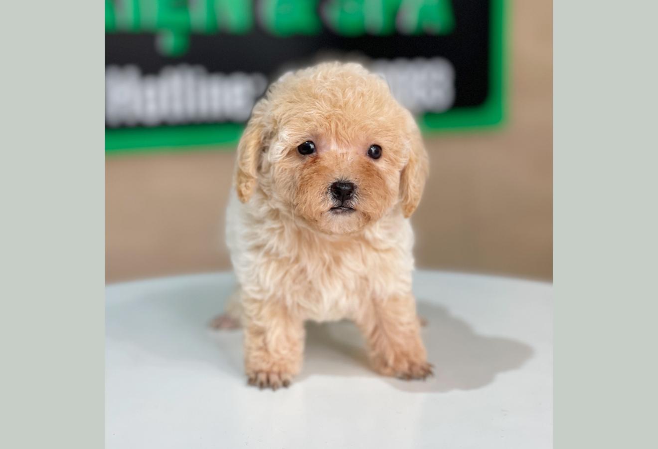 Poodle Tiny - Màu Kem (MS 01)