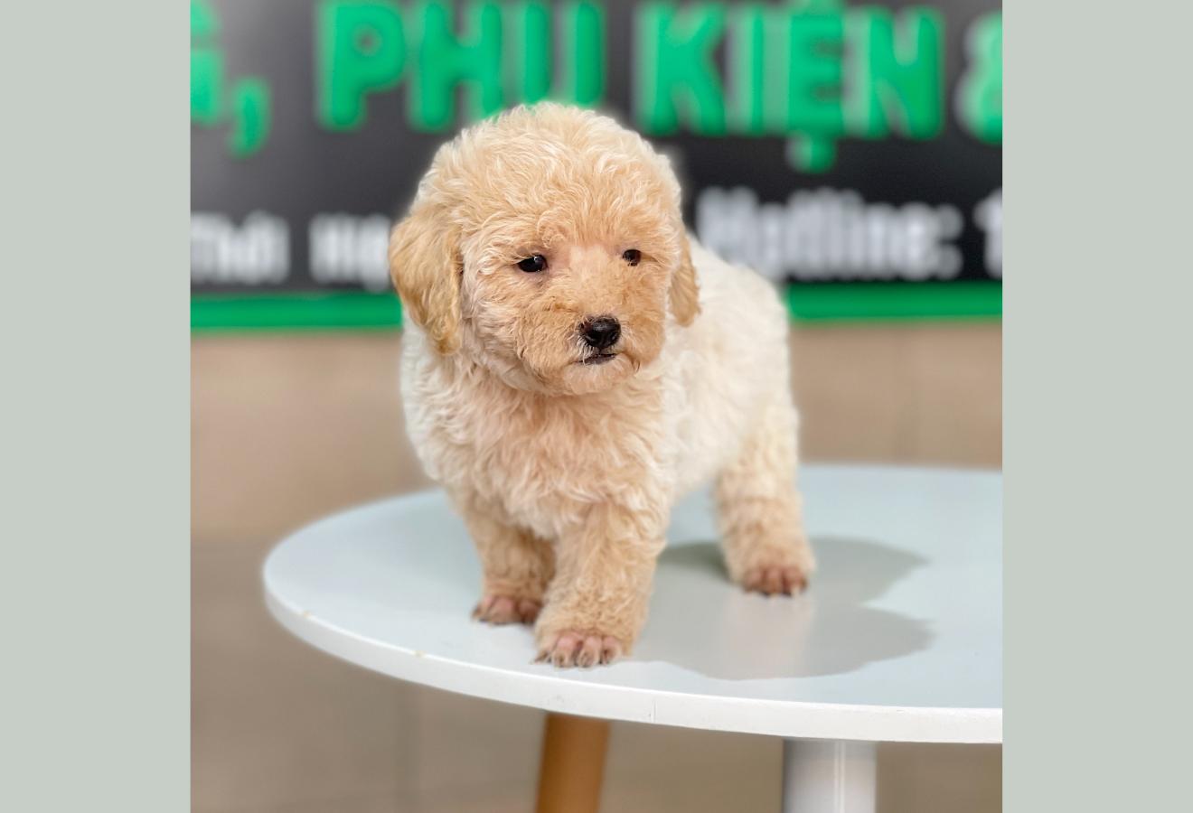 Poodle Tiny - Màu Kem (MS 02)