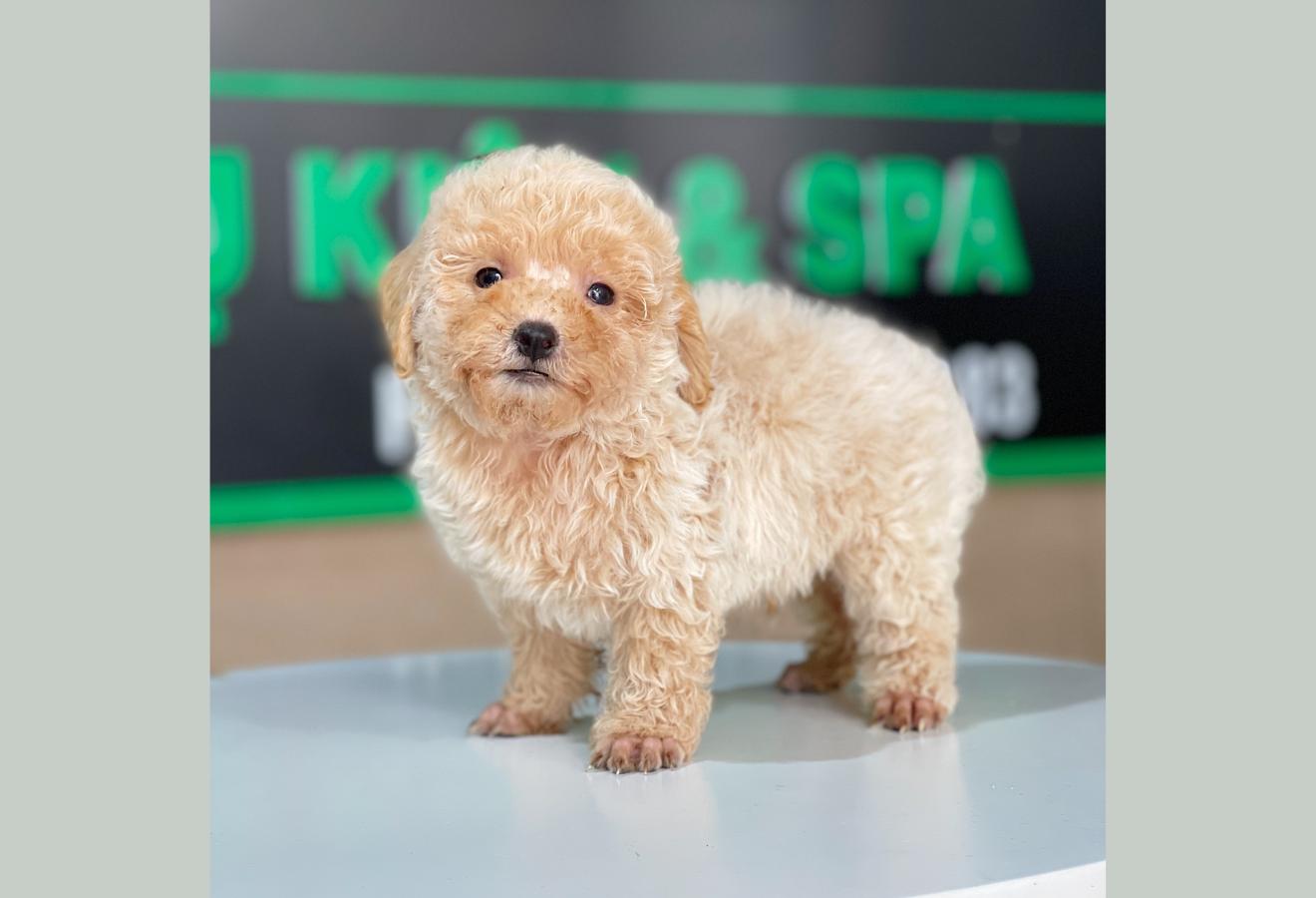 Poodle Tiny - Màu Kem (MS 02)