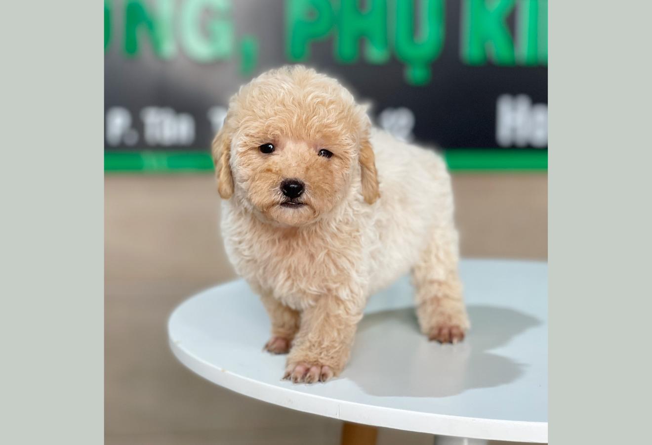 Poodle Tiny - Màu Kem (MS 02)