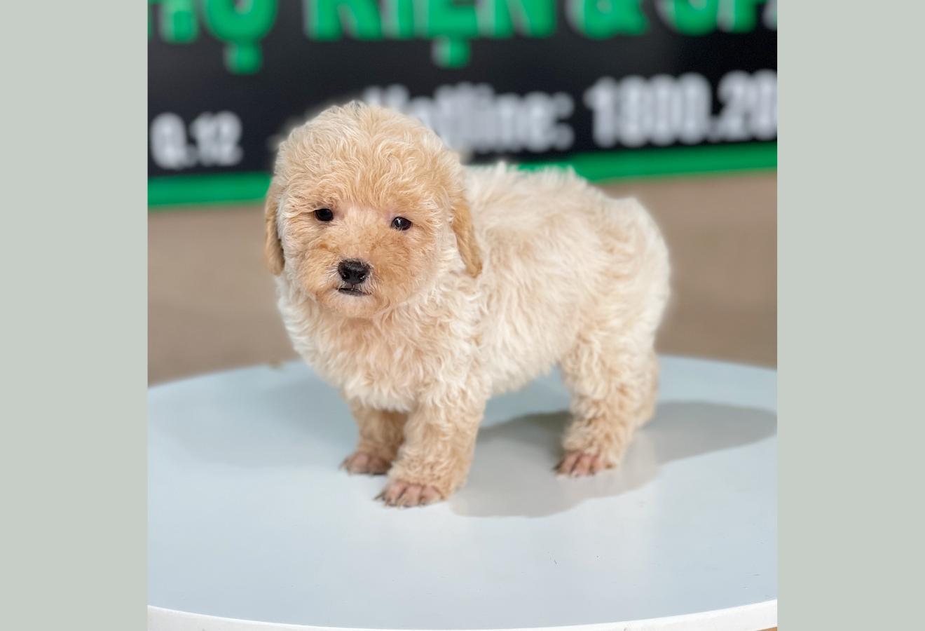 Poodle Tiny - Màu Kem (MS 02)