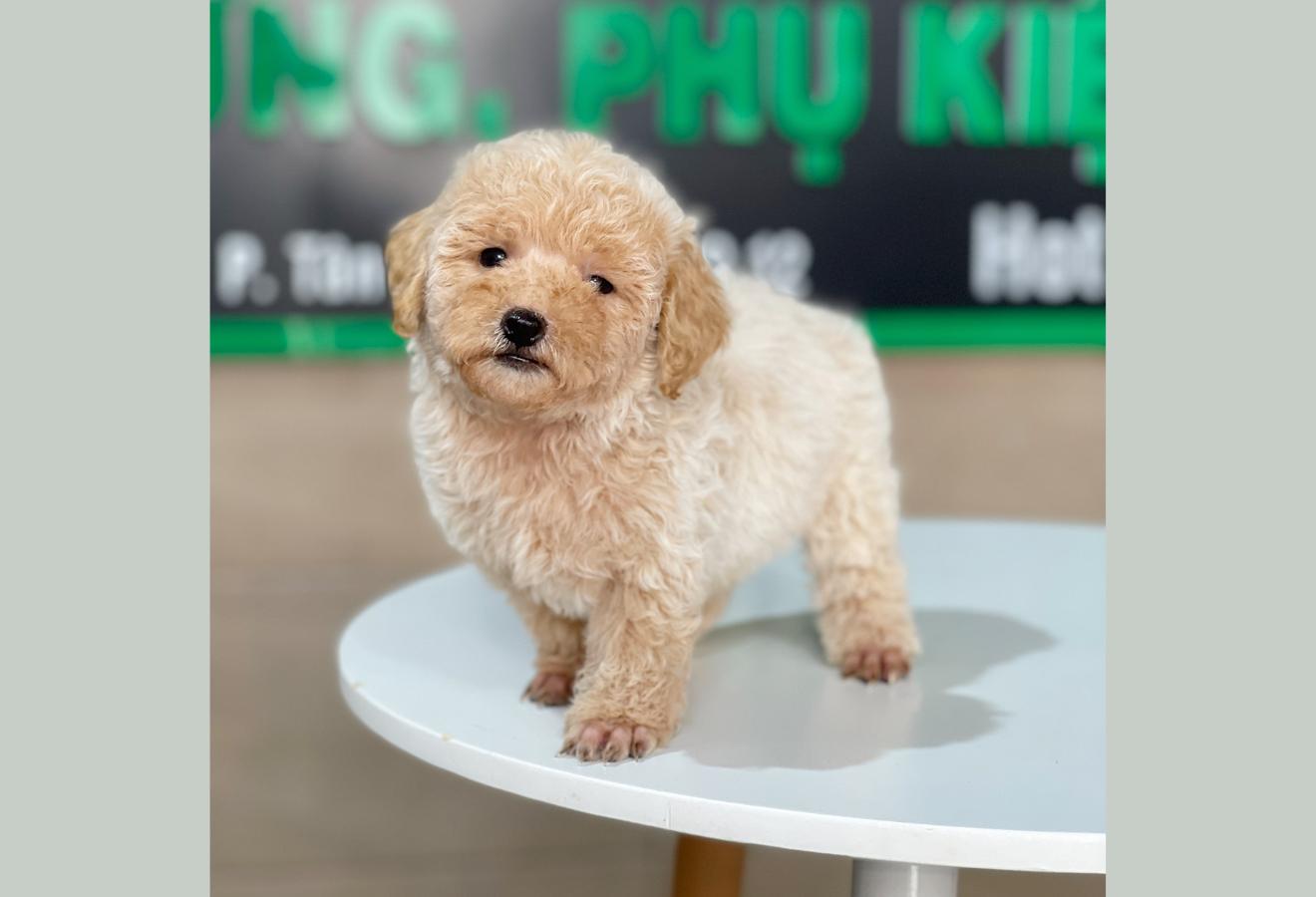 Poodle Tiny - Màu Kem (MS 02)
