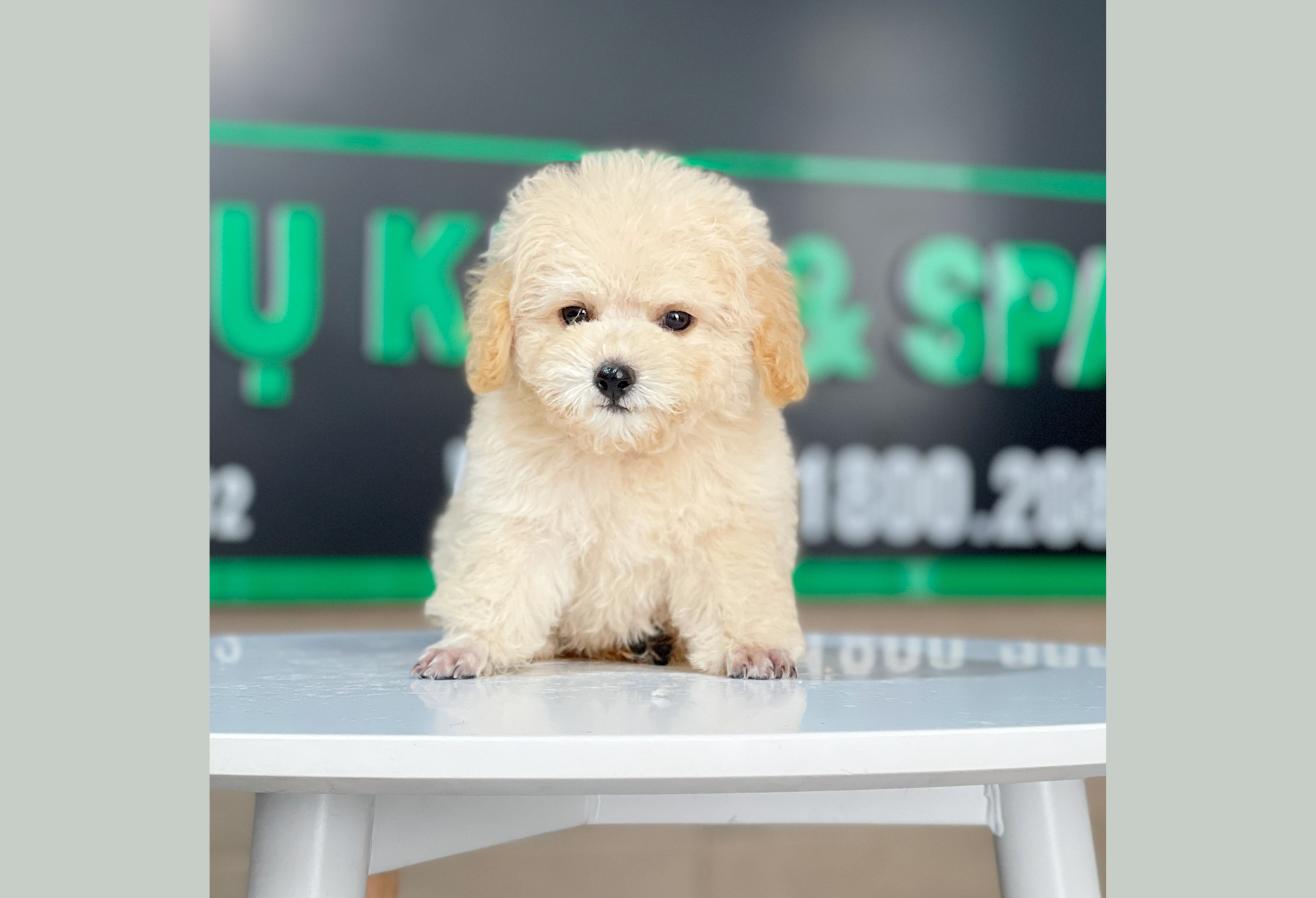 Poodle Tiny - Màu Kem (MS 03)