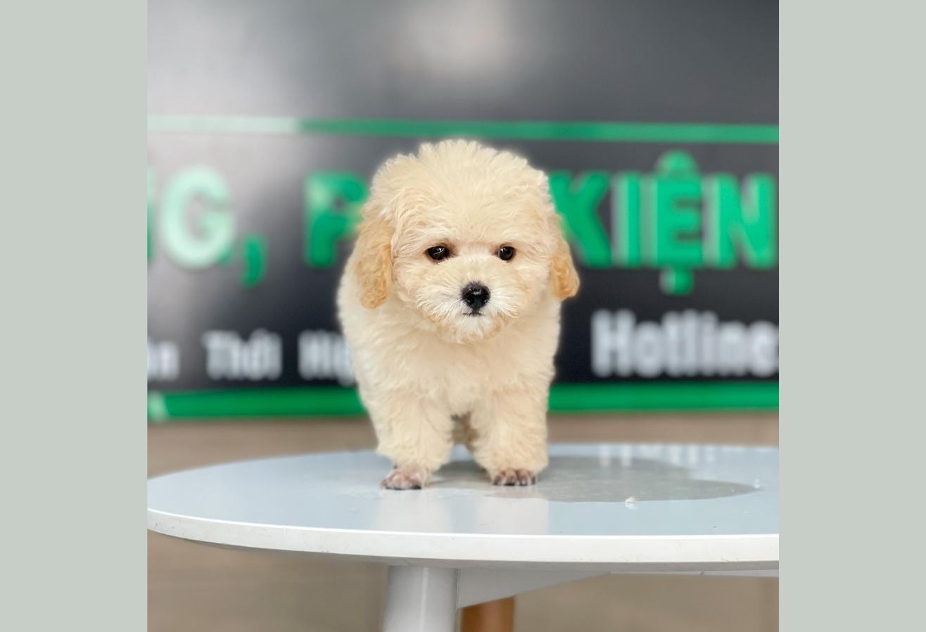 Poodle Tiny - Màu Kem (MS 03)