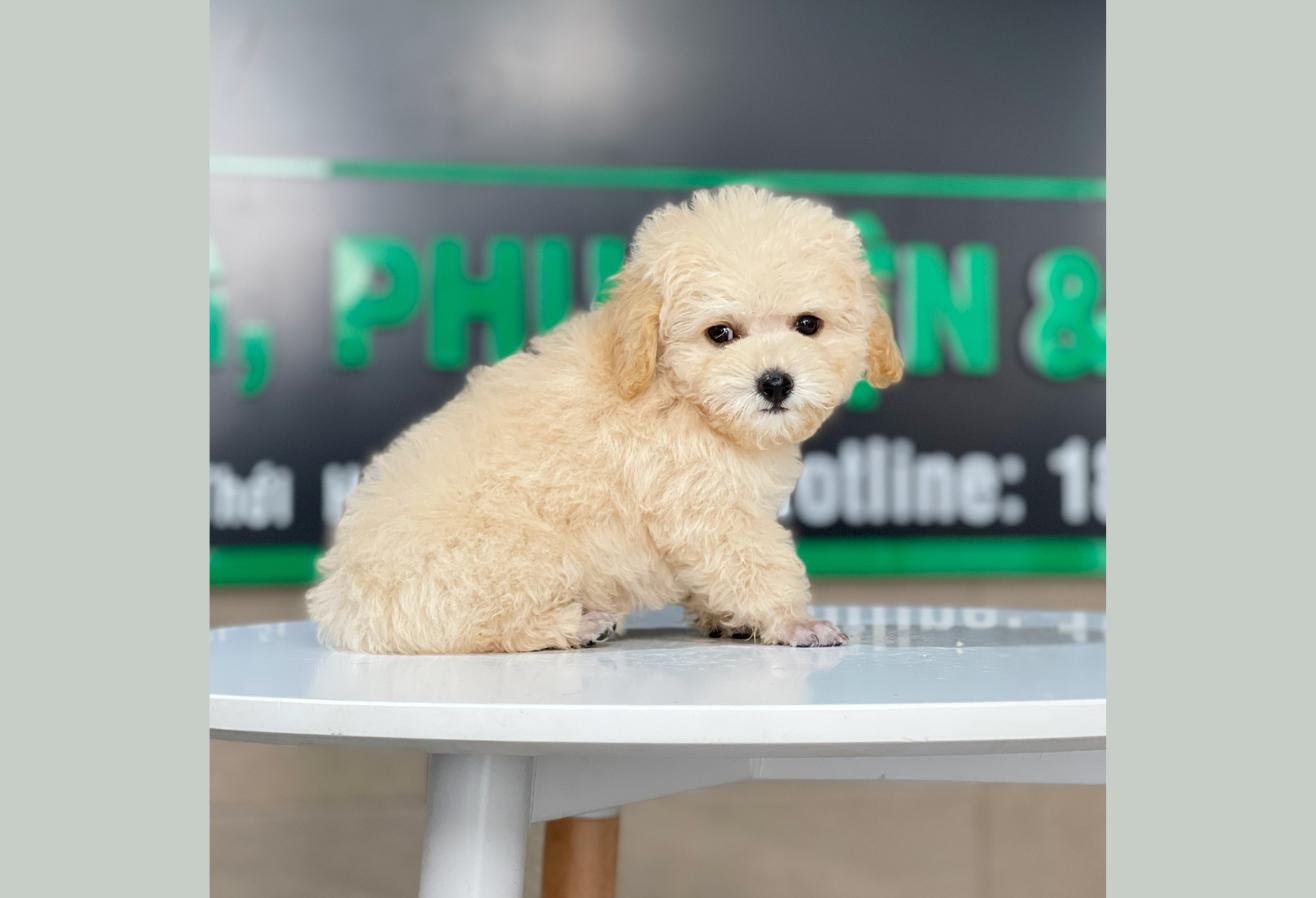 Poodle Tiny - Màu Kem (MS 03)