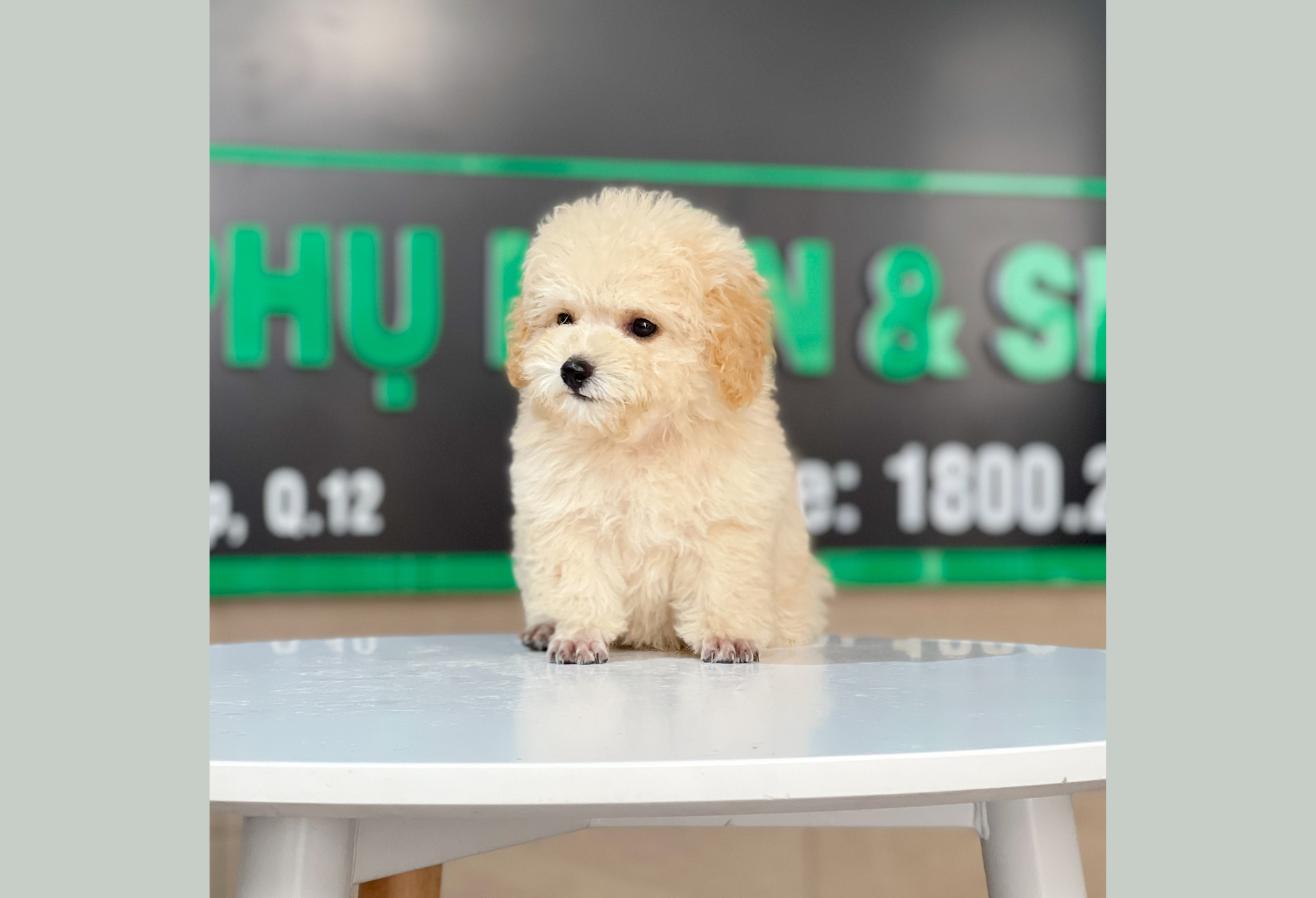 Poodle Tiny - Màu Kem (MS 03)