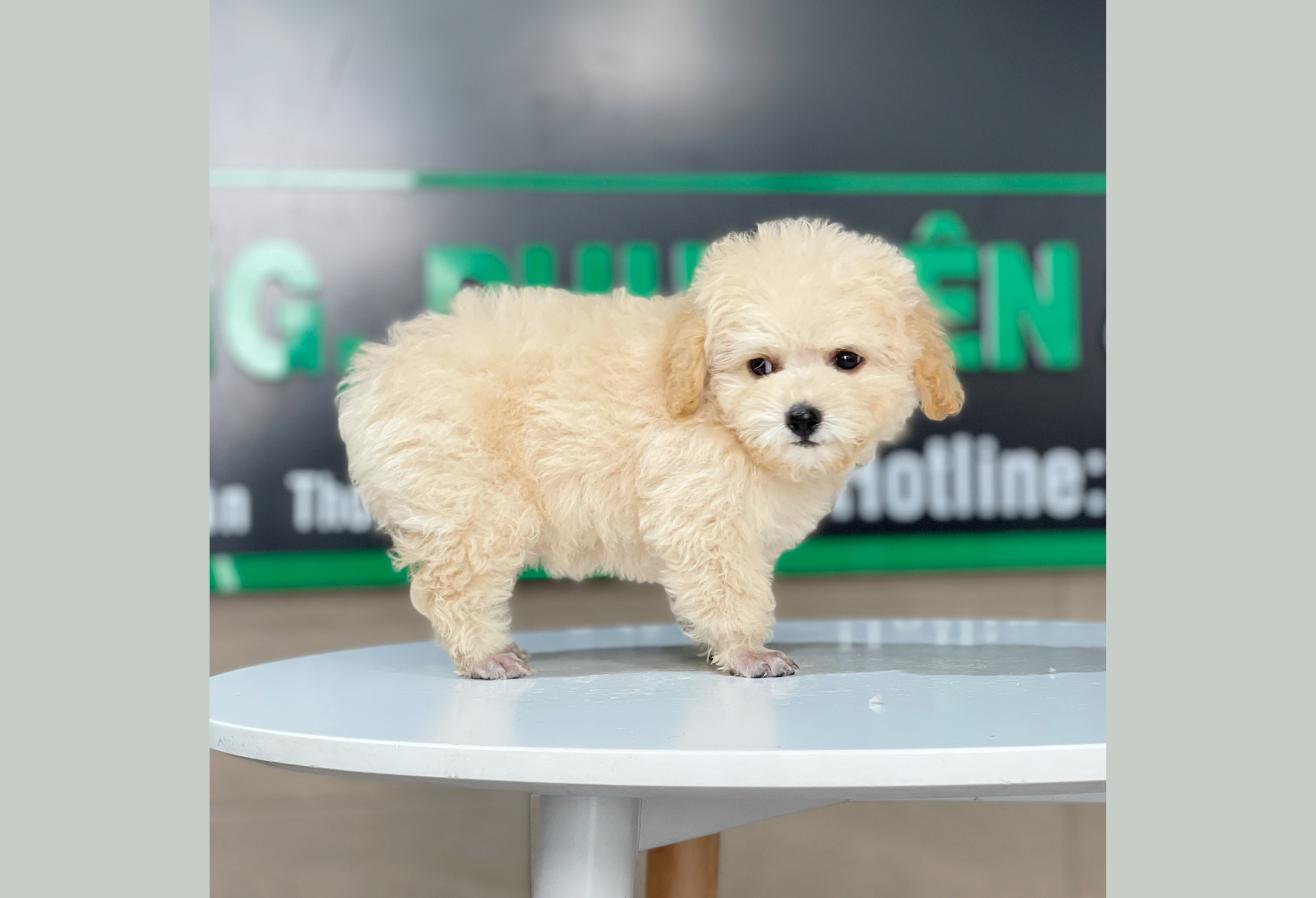Poodle Tiny - Màu Kem (MS 03)
