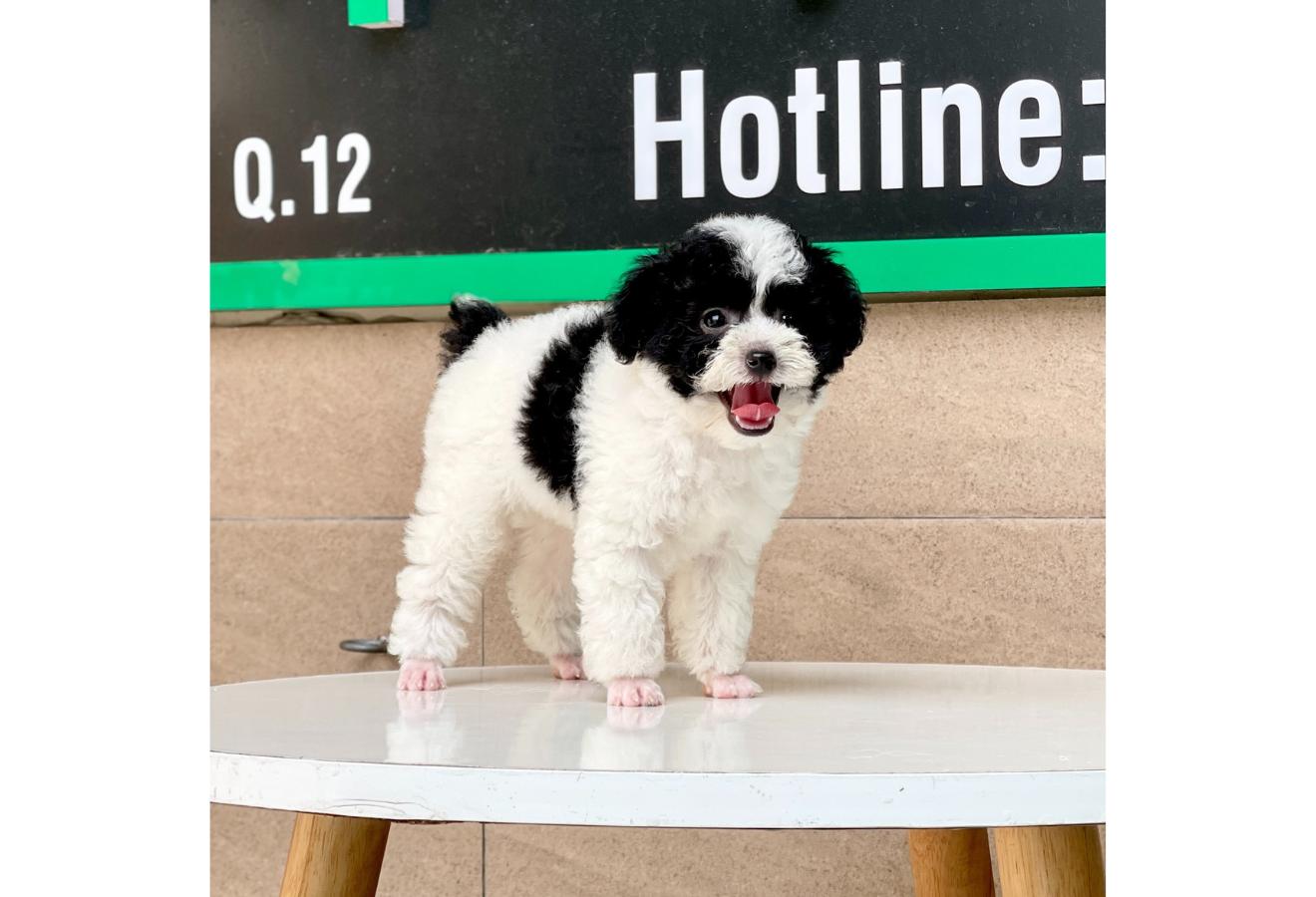 Poodle Toy - Màu Bò Sữa (MS 02)