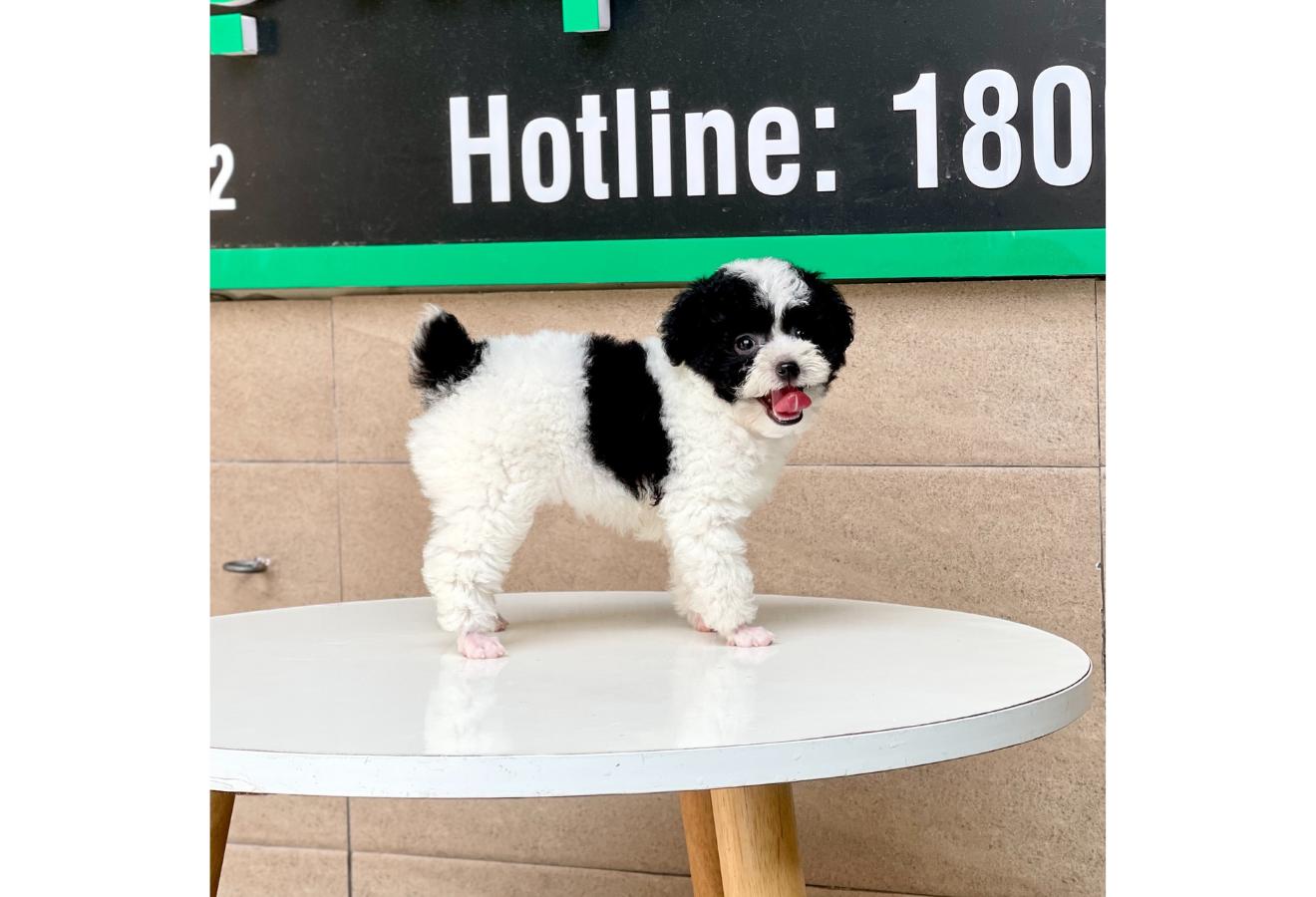 Poodle Toy - Màu Bò Sữa (MS 02)