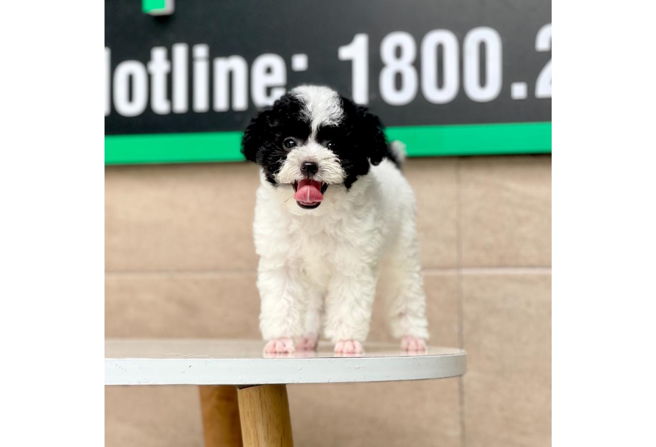 Poodle Toy - Màu Bò Sữa (MS 02)