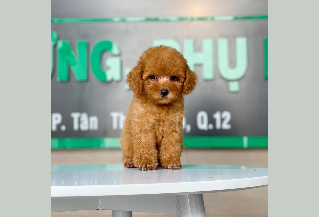 Poodle Toy - Màu Mơ (MS 06)