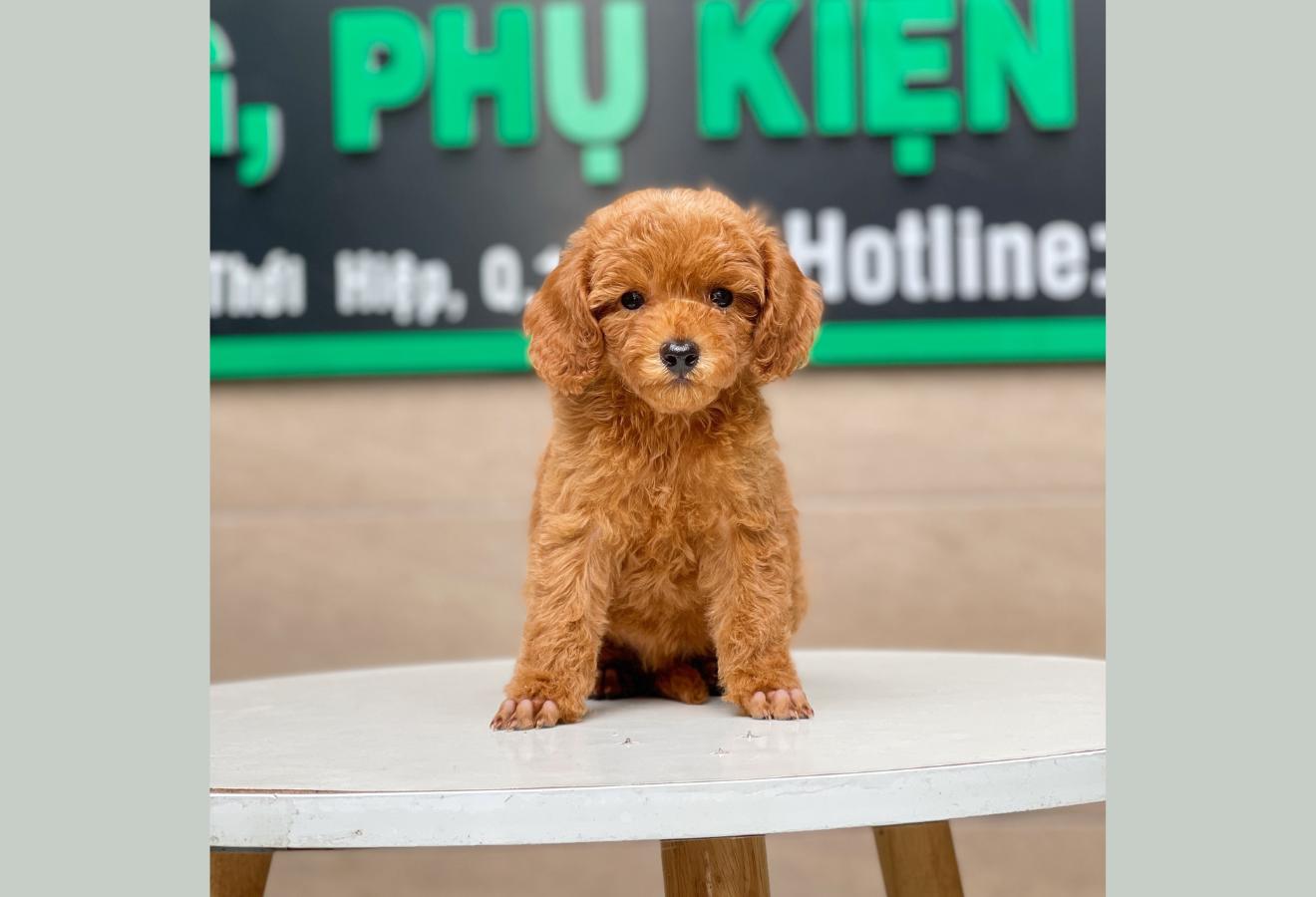 Poodle Toy - Màu Nâu (MS 21)