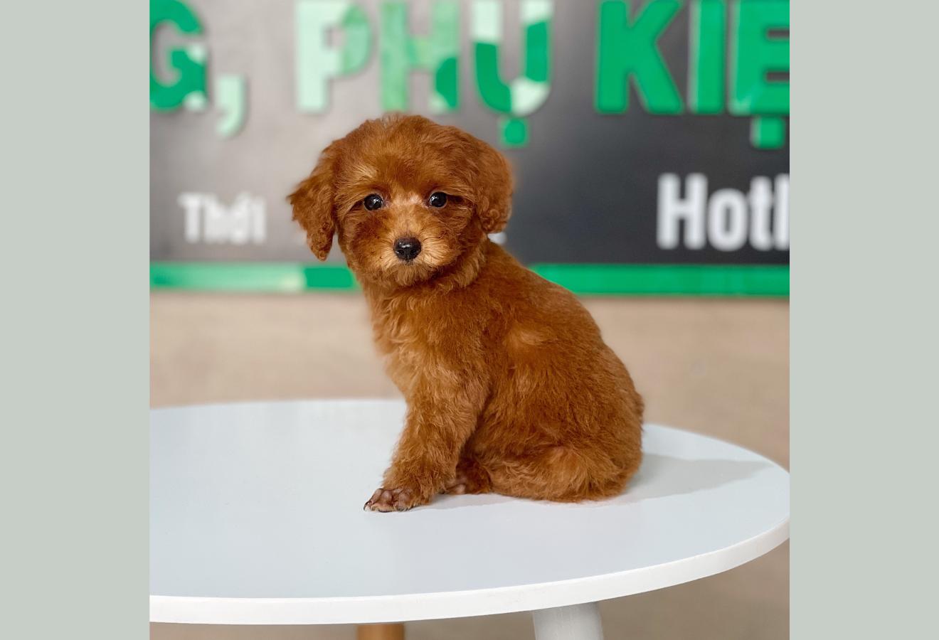 Poodle Toy - Màu Nâu (MS 23)