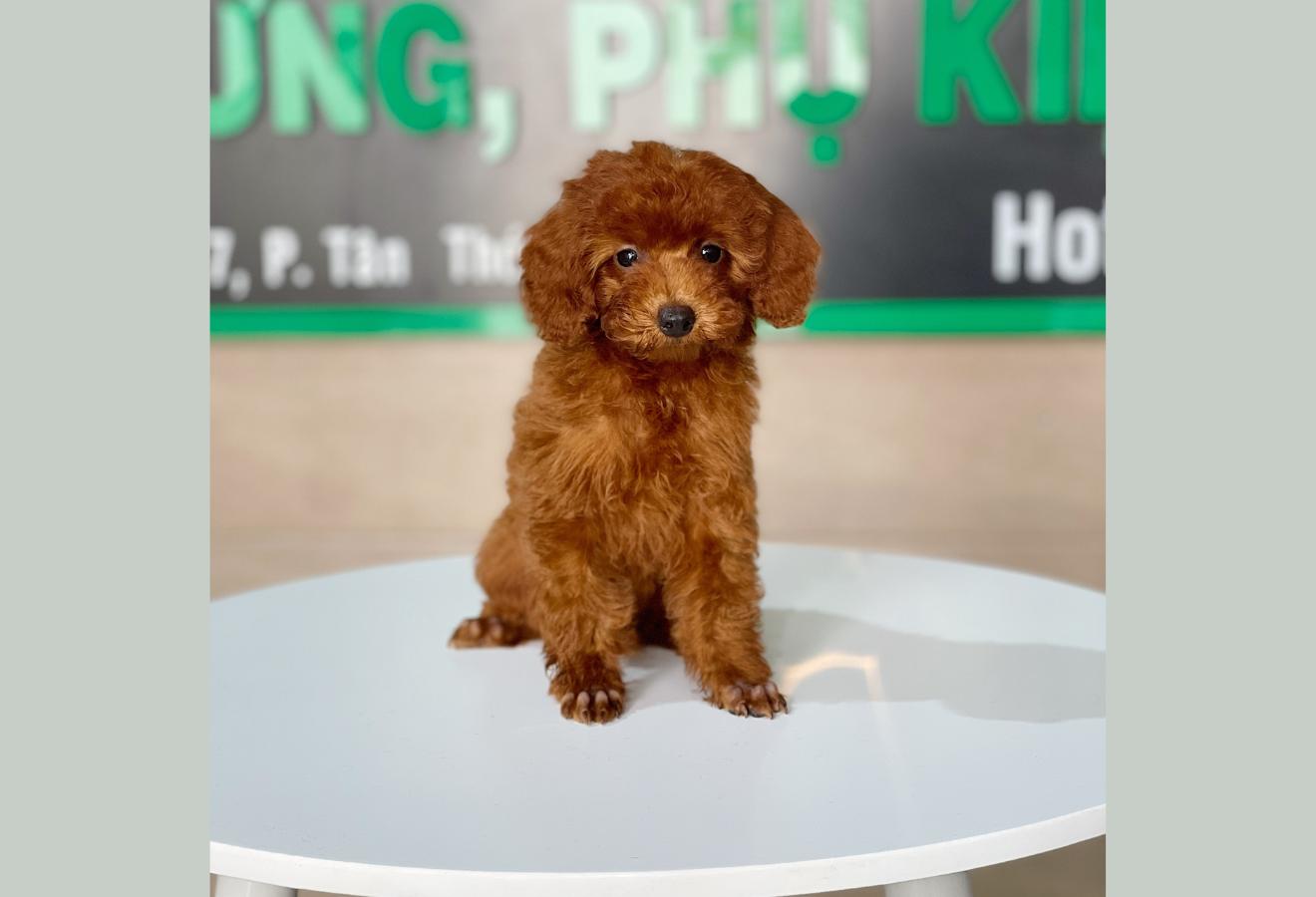 Poodle Toy - Màu Nâu (MS 26)