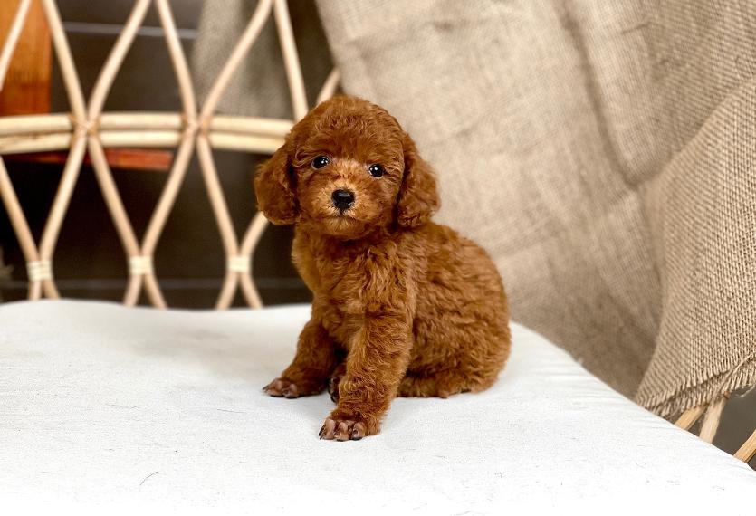 Poodle Toy - Màu Nâu (MS 27)