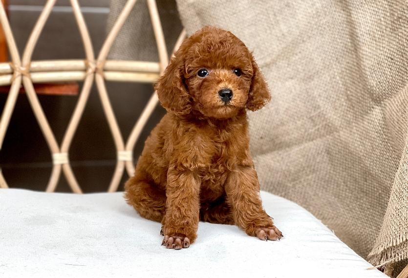 Poodle Toy - Màu Nâu (MS 27)