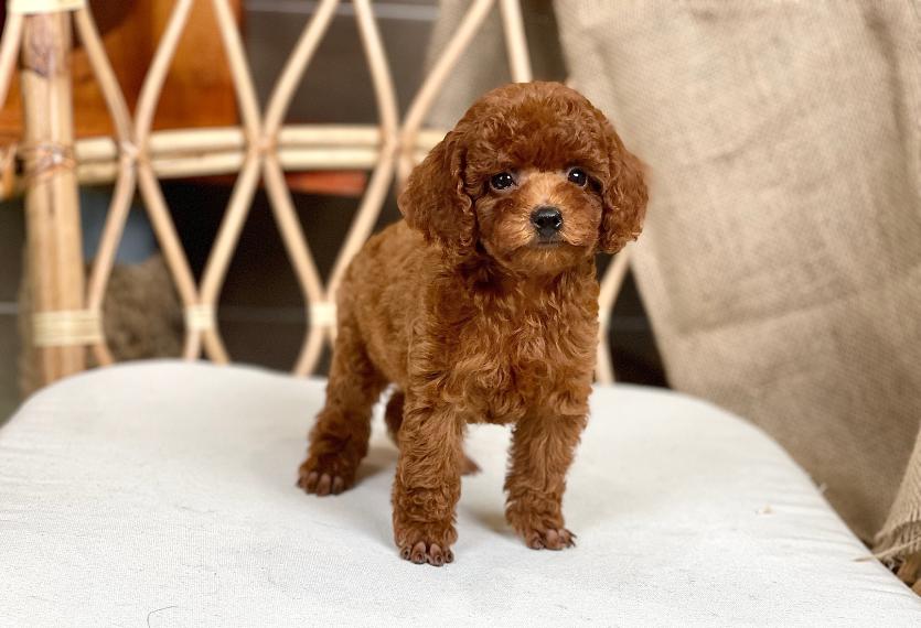 Poodle Toy - Màu Nâu (MS 28)