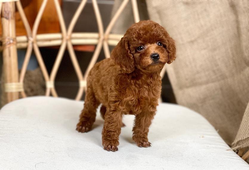 Poodle Toy - Màu Nâu (MS 28)