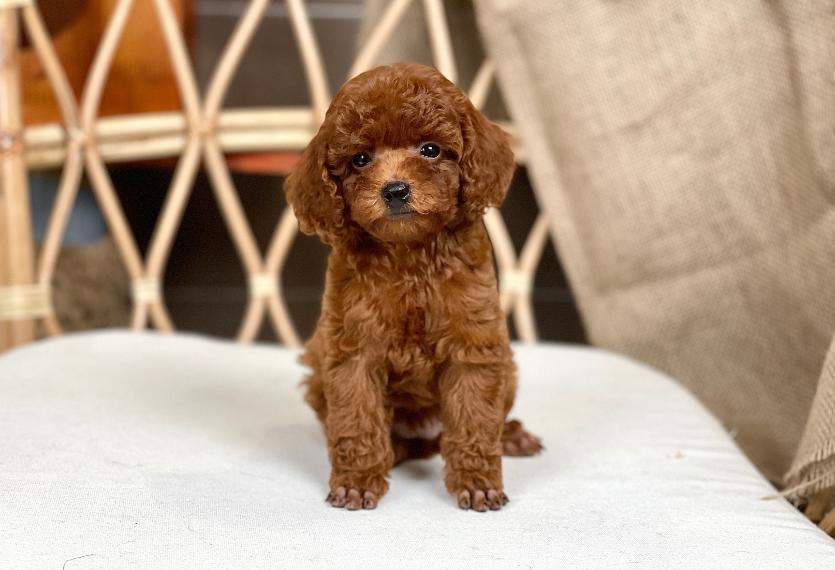 Poodle Toy - Màu Nâu (MS 28)