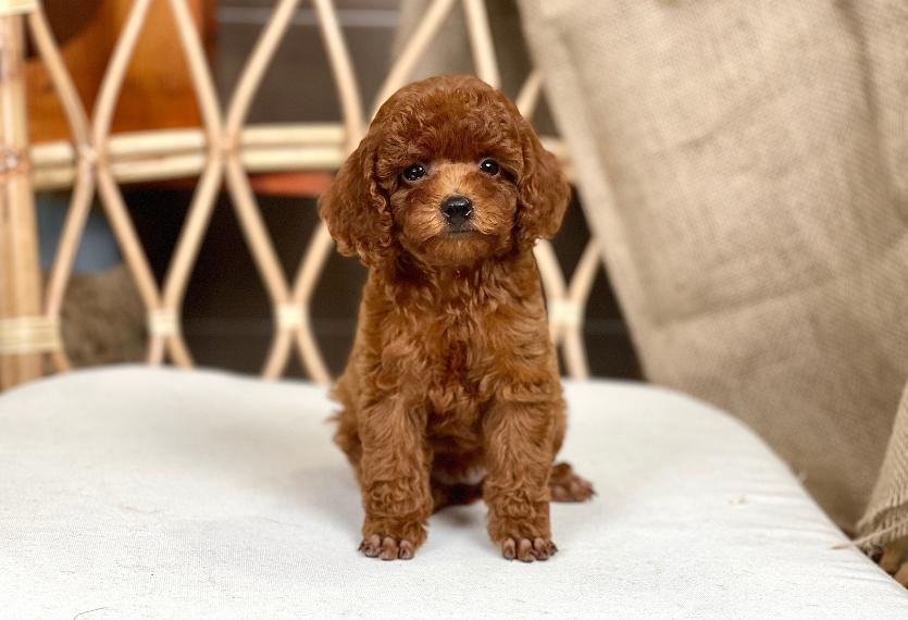 Poodle Toy - Màu Nâu (MS 28)