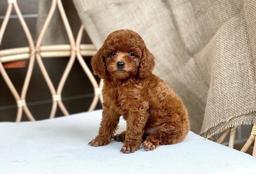 Poodle Toy - Màu Nâu (MS 28)