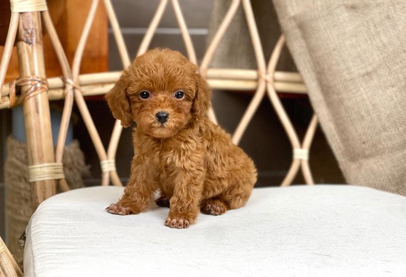 Poodle Toy - Màu Nâu (MS 29)