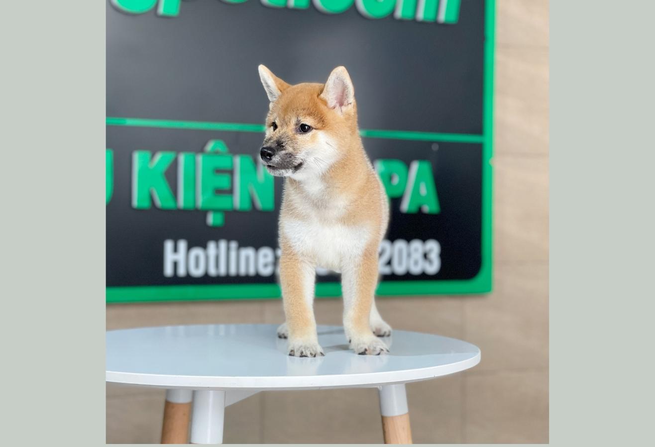 Shiba Inu - Màu Vàng (MS 01)