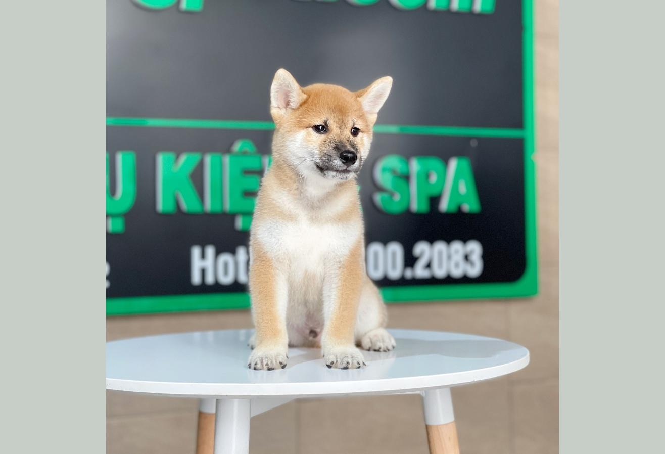 Shiba Inu - Màu Vàng (MS 01)